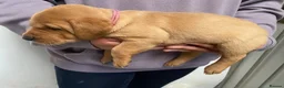Labrador Retriever dogs for sale: Labrador pups from working lines  - Advert 3