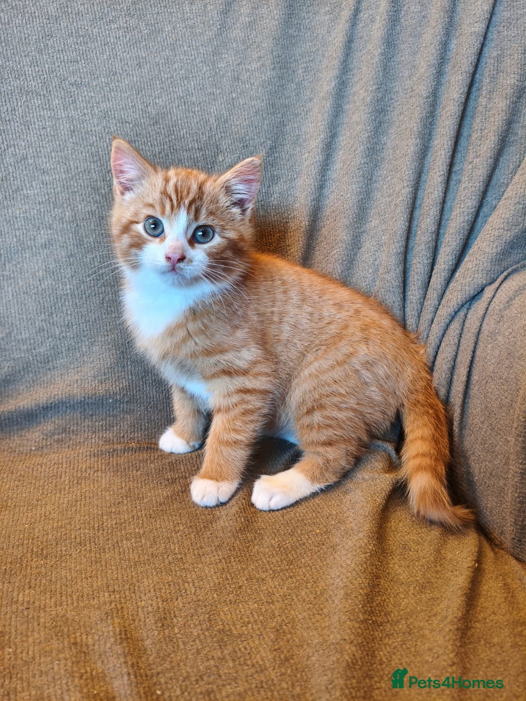 Mixed Breed cats for sale: 3 male ginger and 3 female Tortie kittens - Advert 5