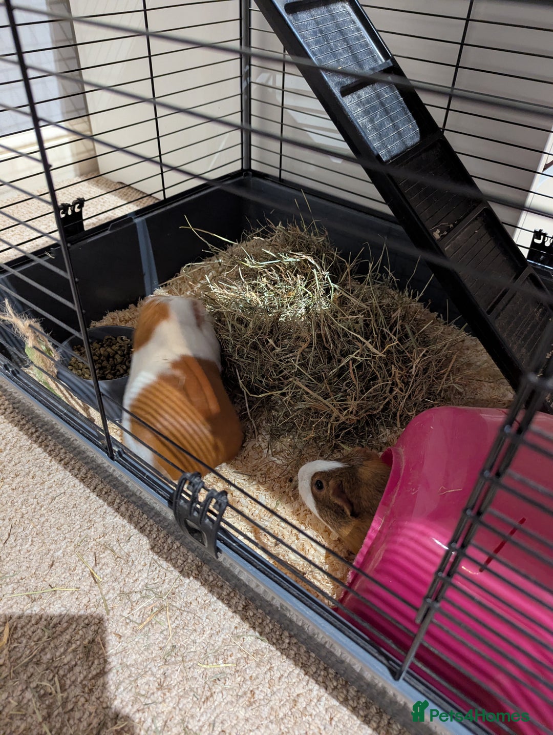 Guinea Pig rodents for sale: 2 female guinea pigs with cage and accessories - Advert 7