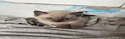 Ragdoll cats for sale: Mixed RagDoll in Washington - Advert 1
