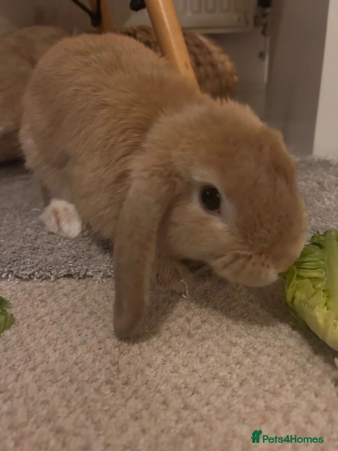 Mini Lop rabbits for sale: Loving mini lop  in Witney - Advert 1