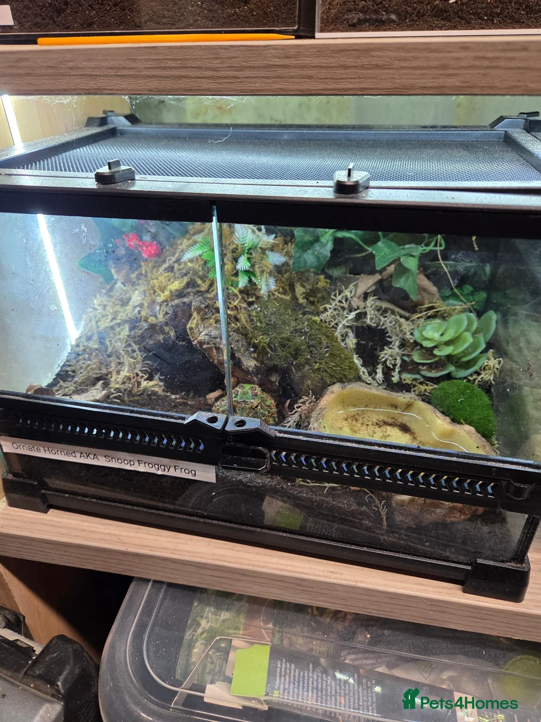 Frog reptiles for sale: Pacman frog and ornate horned frog - Advert 2