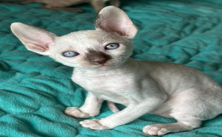 Cornish Rex cats - Advert 1