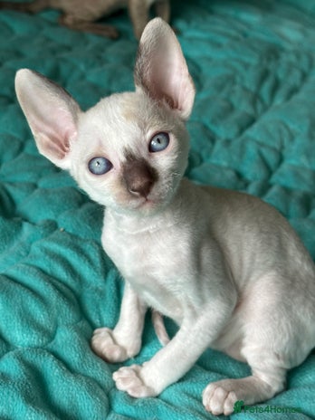 Cornish Rex cats - Advert 1