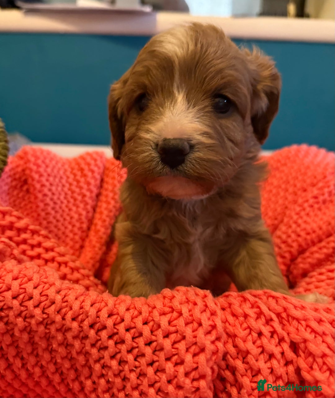 Cavapoo dogs for sale: Premium DNA Health Tested F1 Cavapoo Puppies - Advert 6