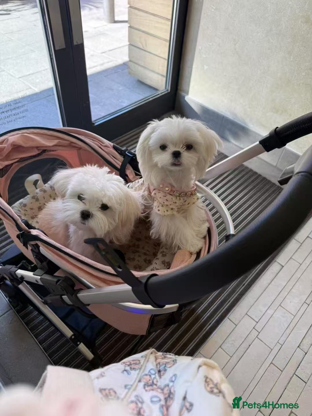 Maltese dogs for sale: UK 100% tinny Korean Maltese - Advert 2