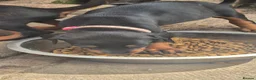 Dobermann dogs for sale: Dobermans Ready to Go. - Advert 19