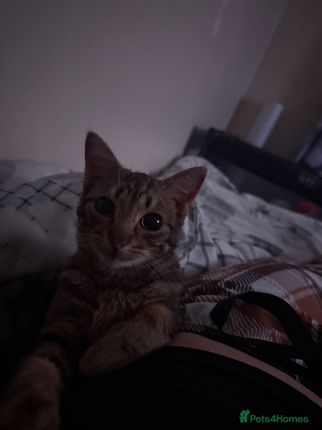 Burmilla cats for sale: Taz and Tigger  - Advert 3