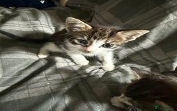 Bengal cats for sale: half bengal kittens  - Image 4