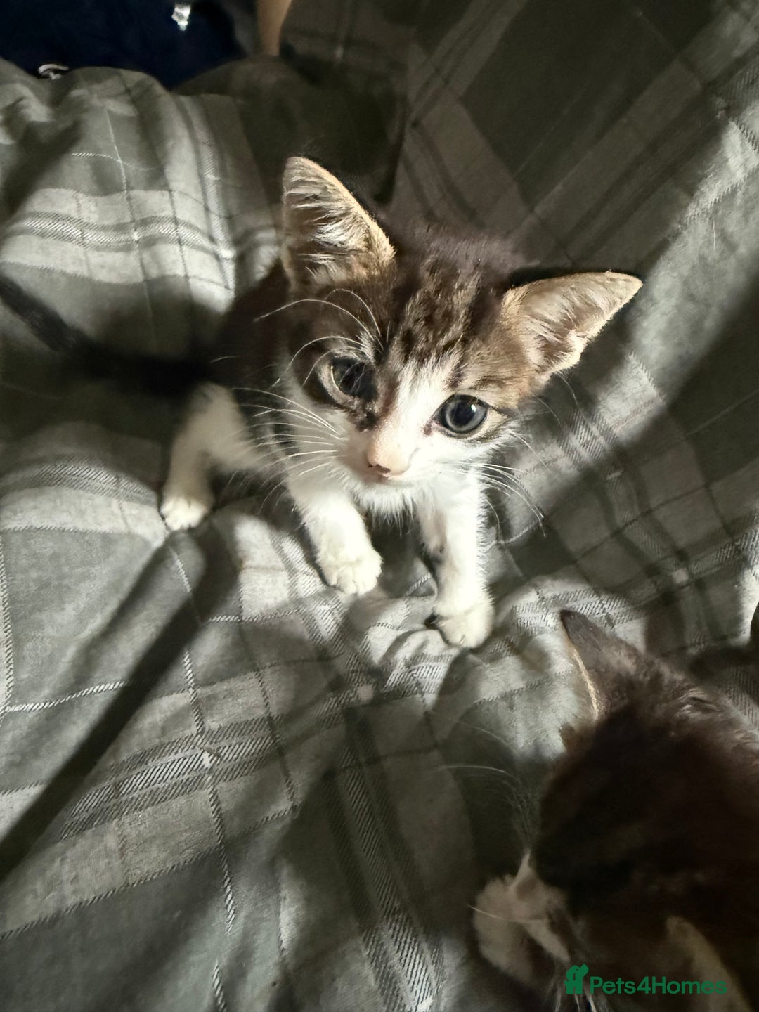 Bengal cats for sale: half bengal kittens  - Image 4