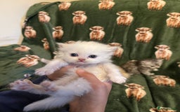 Persian cats for sale: 🌟 Trio of Precious, Purebred Persian Kittens 🌟 - Image 11