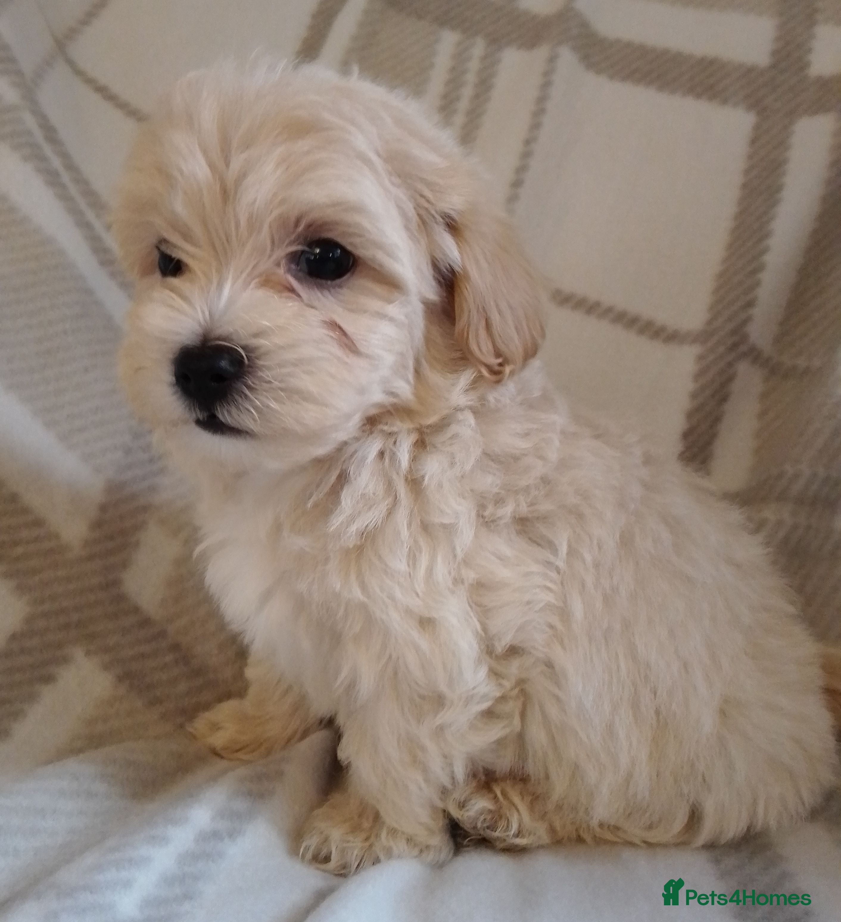 Maltipoo dogs Maltipoo puppies  - Advert 2