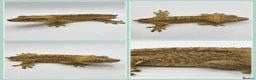 Gecko reptiles for sale: Various Crested Geckos - Advert 3