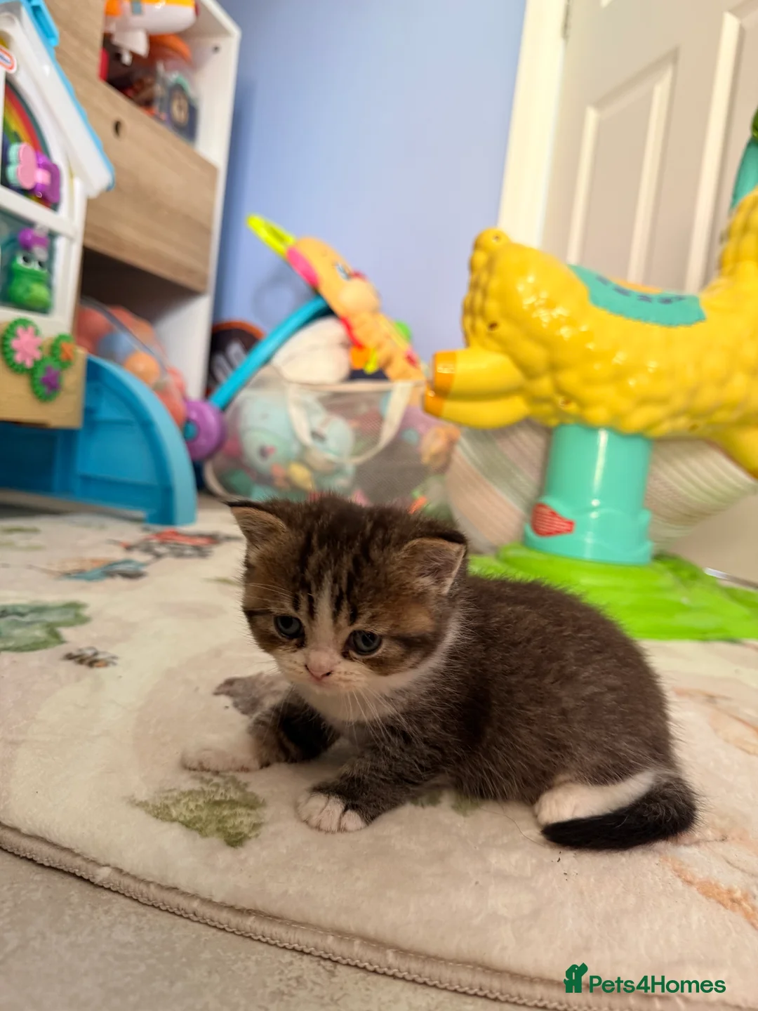 Scottish Fold cats for sale:  * Beautiful Scottish Straight Kittens for Sale! in Leeds - Advert 2
