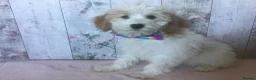 Cavapoo dogs for sale: Adorable Cockalierpoo pups ( so cute) - Advert 3