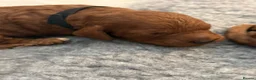 Cockapoo dogs for sale: 🐶💕 F1B COCKERPOO PUPPIES HAVE ARRIVED! 💕 - Advert 30