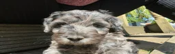 Labradoodle dogs for sale: *READY TO GO* Beautiful Labradoodle Pups - Advert 13
