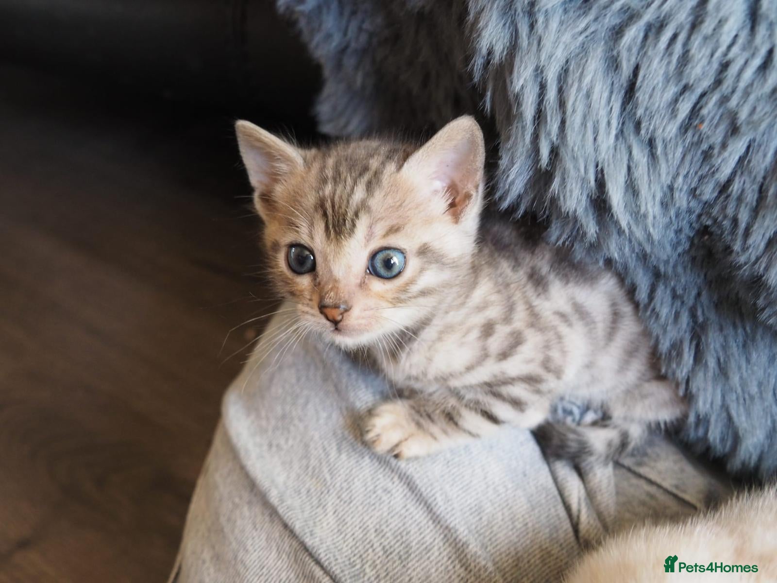 Bengal cats Silver, Snow Lynx & Brown Rosette Bengals - Advert 15