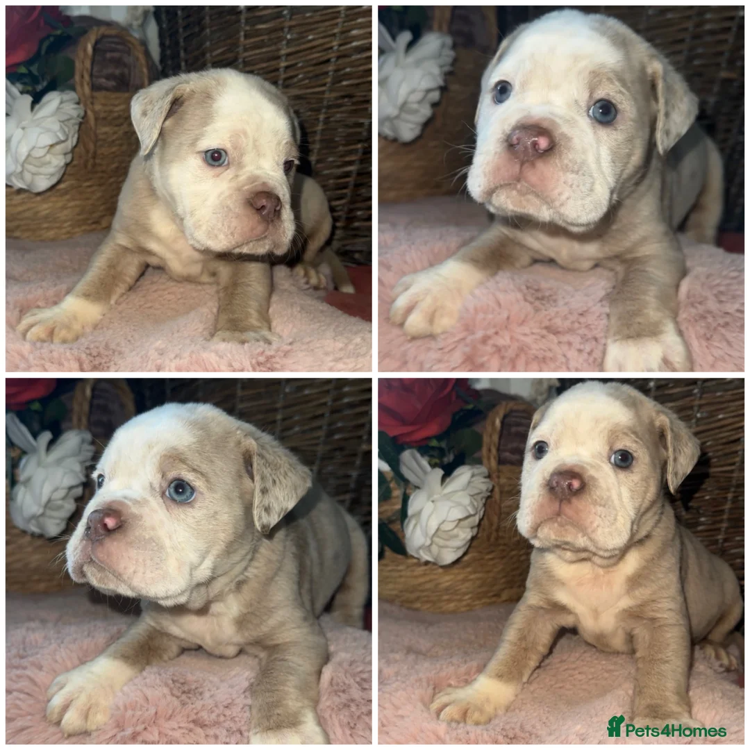Olde English Bulldogge dogs for sale: Beautiful Olde English bulldog  - Advert 5