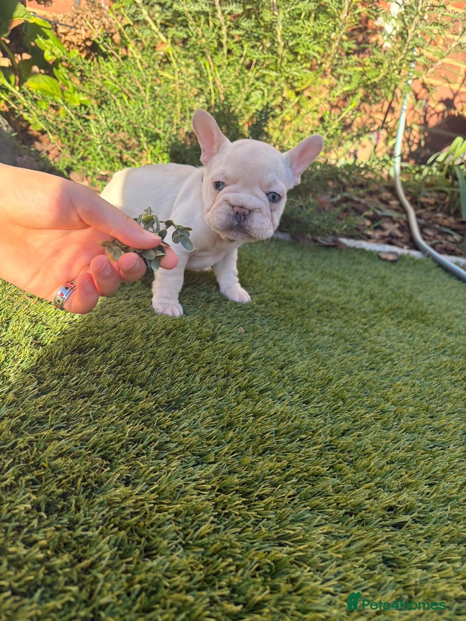 French Bulldog dogs KC French Bulldogs  - Advert 2