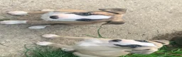 Whippet dogs for sale: WHIPPET - Advert 2