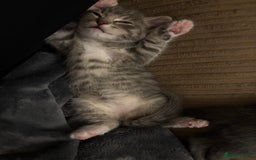 Mixed Breed cats for sale: Three Gorgeous Kittens - Image 6
