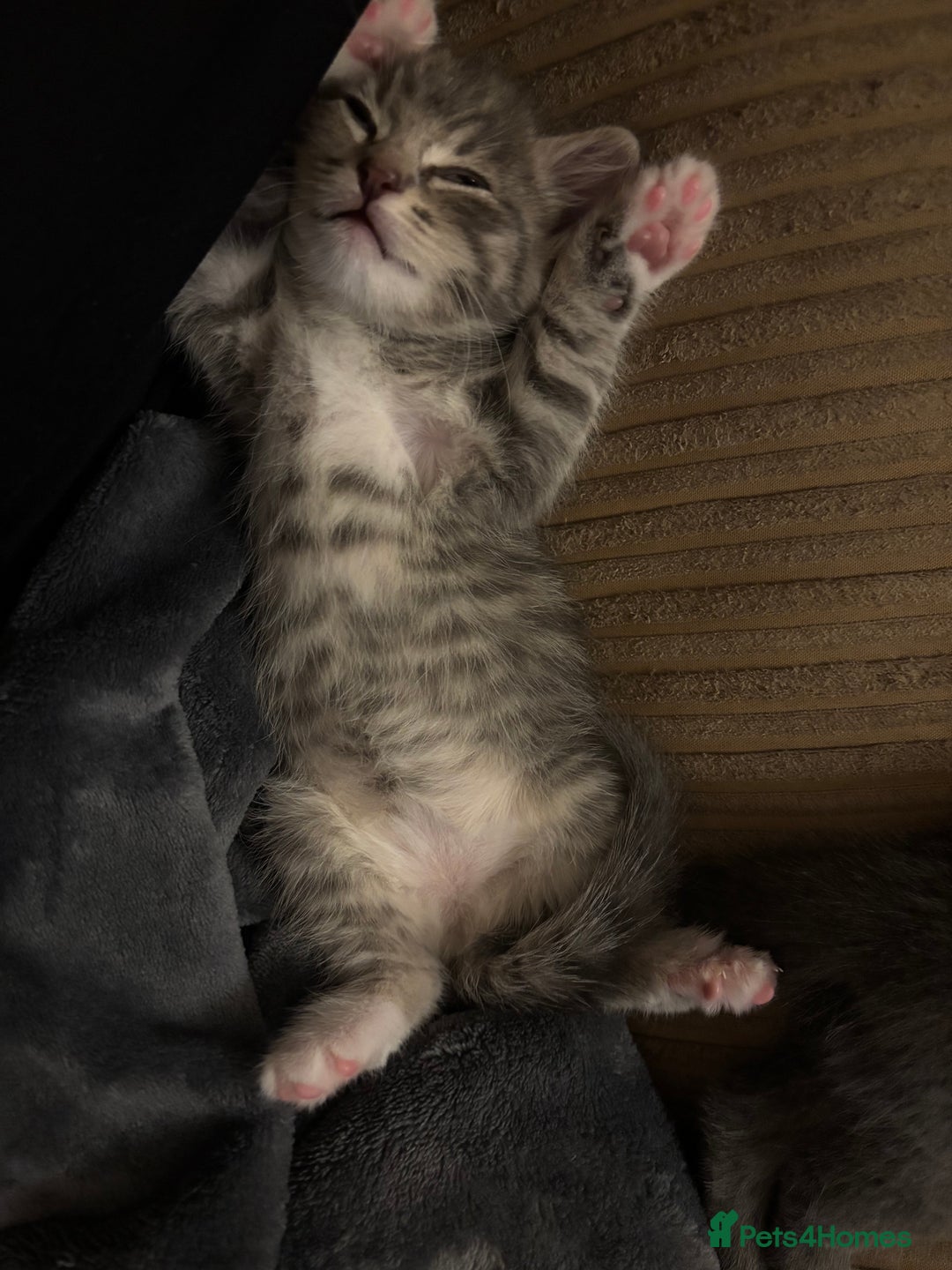 Mixed Breed cats for sale: Three Gorgeous Kittens - Image 6