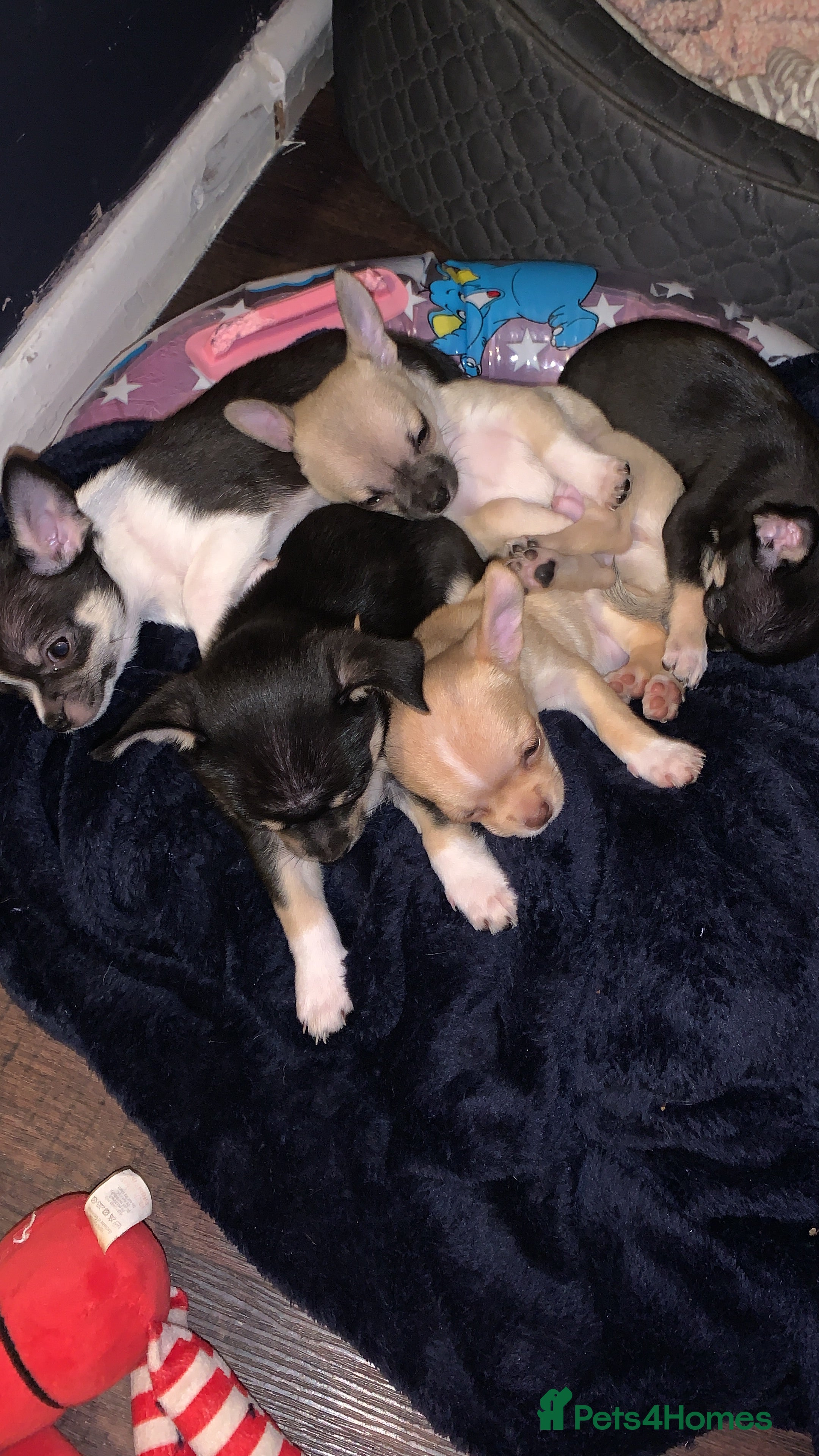 Chihuahua dogs 💛 Beautiful Chihuahua Pups – Ready 30th Dec 25 💛 - Advert 10