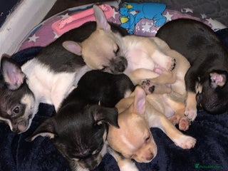 Chihuahua dogs 💛 Beautiful Chihuahua Pups – Ready 30th Dec 25 💛 - Advert 10
