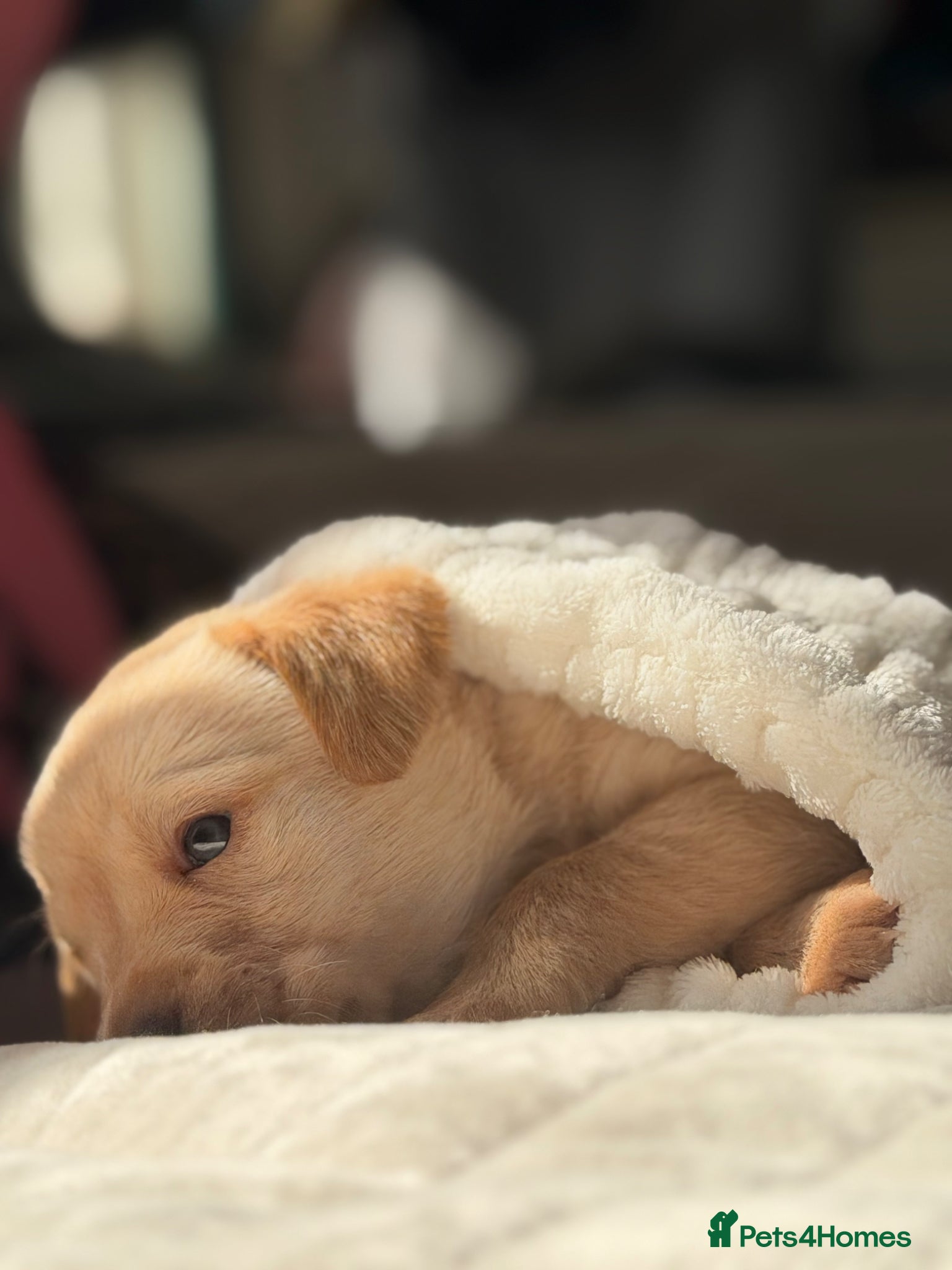 Labrador Retriever dogs Labrador pups Ready to be RESERVE ✅ - Advert 18