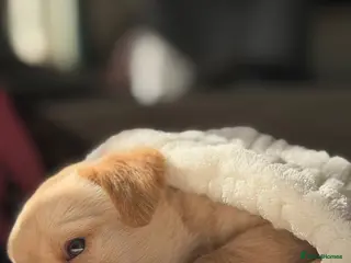 Labrador Retriever dogs Labrador pups Ready to be RESERVE ✅ - Advert 8