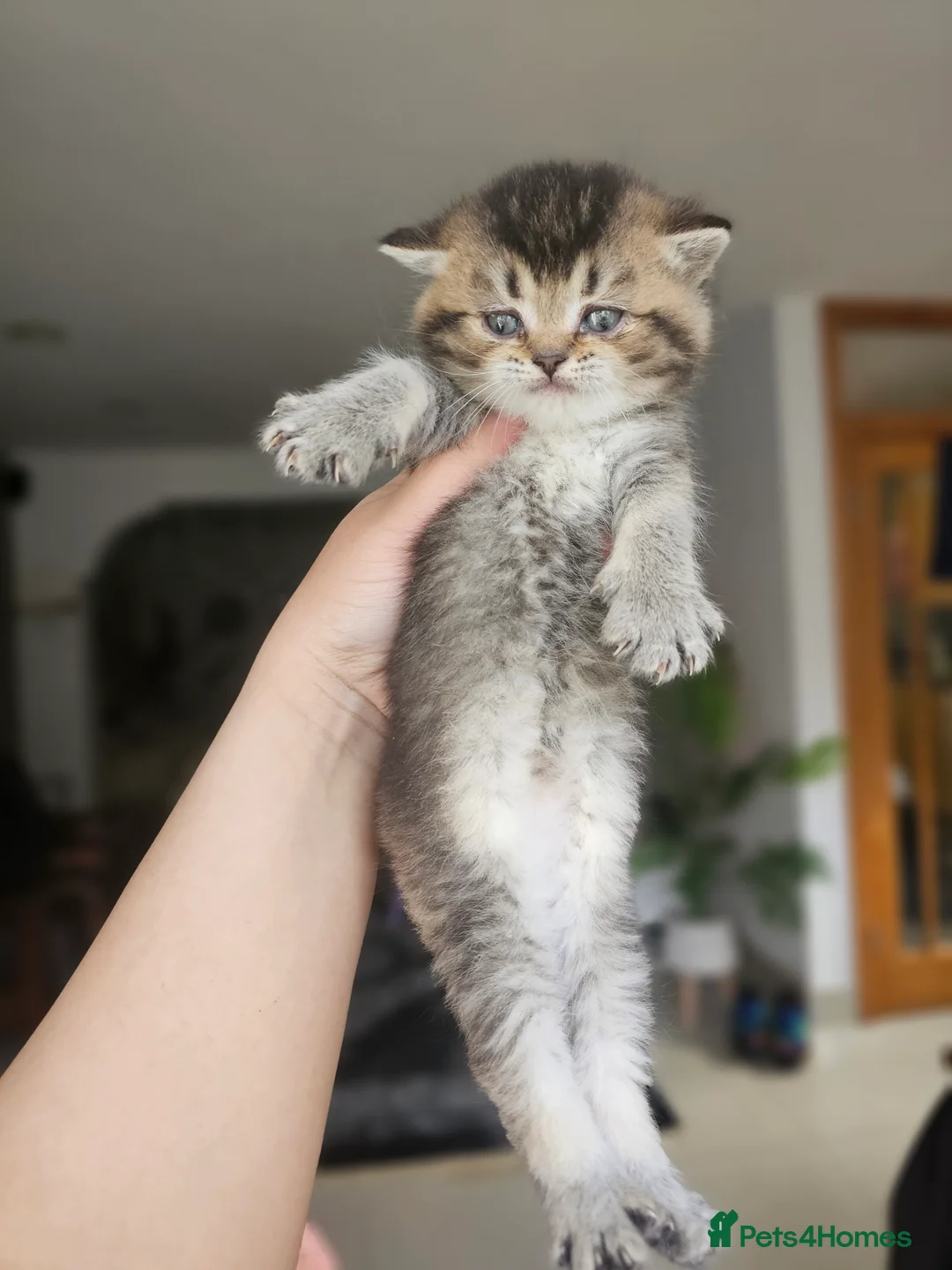 British Shorthair cats for sale: British short hair kittens  - Advert 13