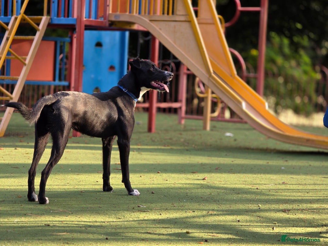 Mixed Breed dogs for sale: Marks rehoming add - Advert 8