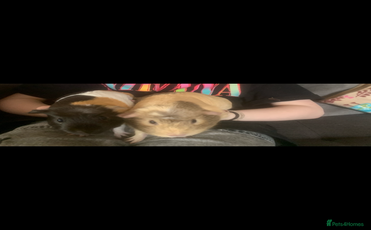 Guinea Pig rodents - Advert 1