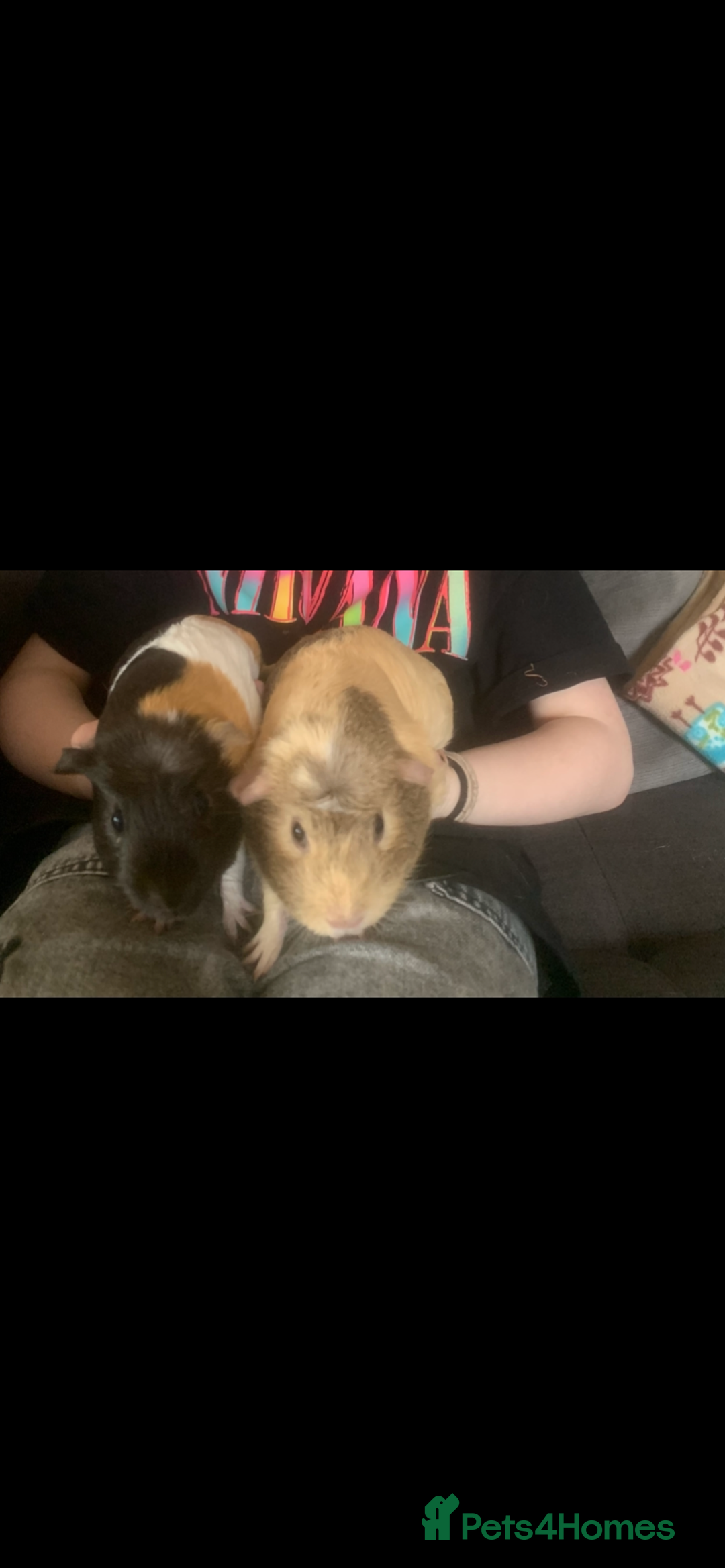 Guinea Pig rodents for sale: 2 female guinea pigs  - Image 1