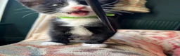 Mixed Breed cats for sale: Three kittens ready now in Torquay - Advert 3