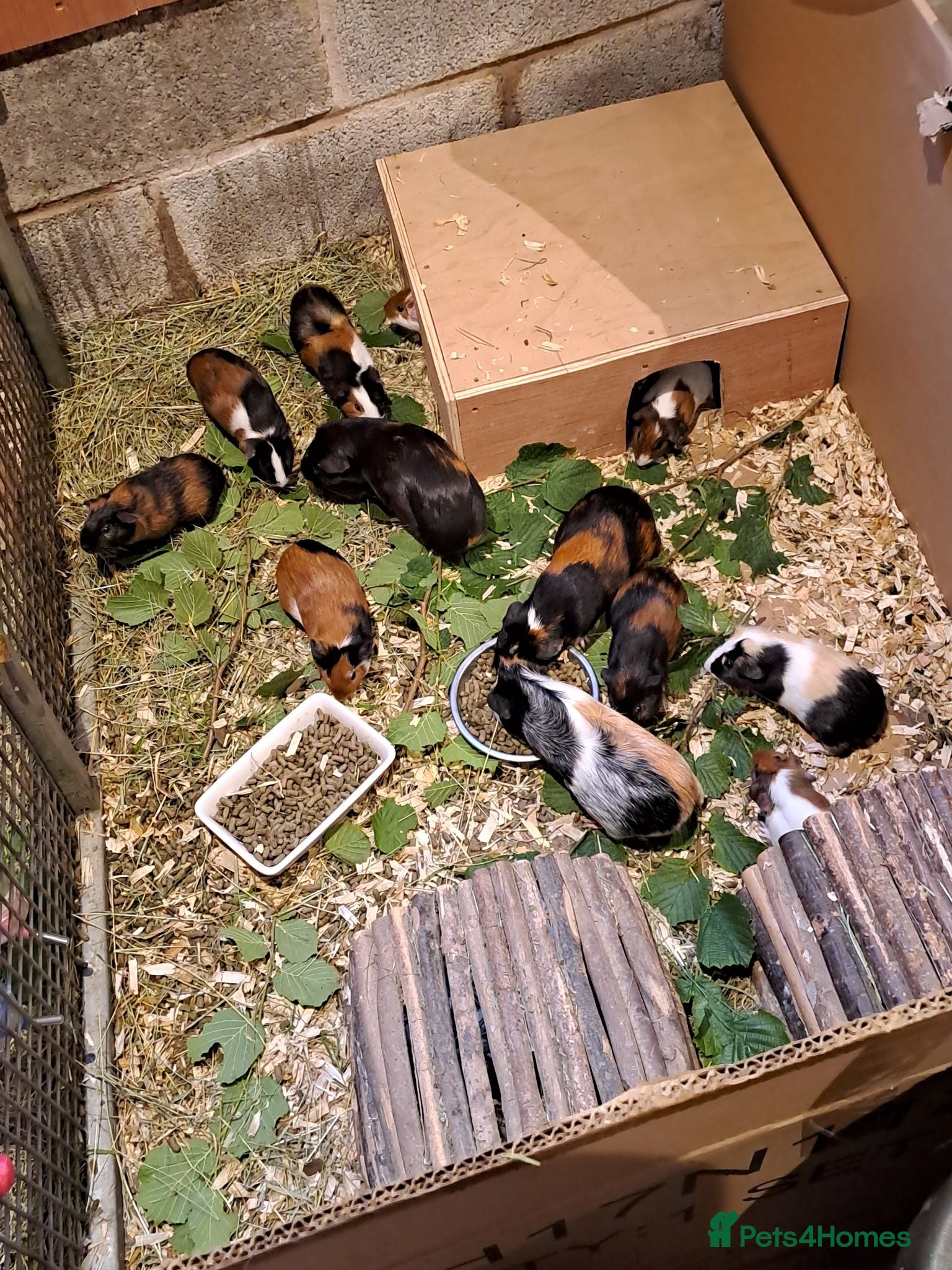 Guinea Pig rodents Baby guinea pigs for sale  - Advert 1