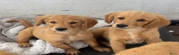 Golden Retriever dogs for sale: KC Healthy Golden Retriever Puppies - Advert 9