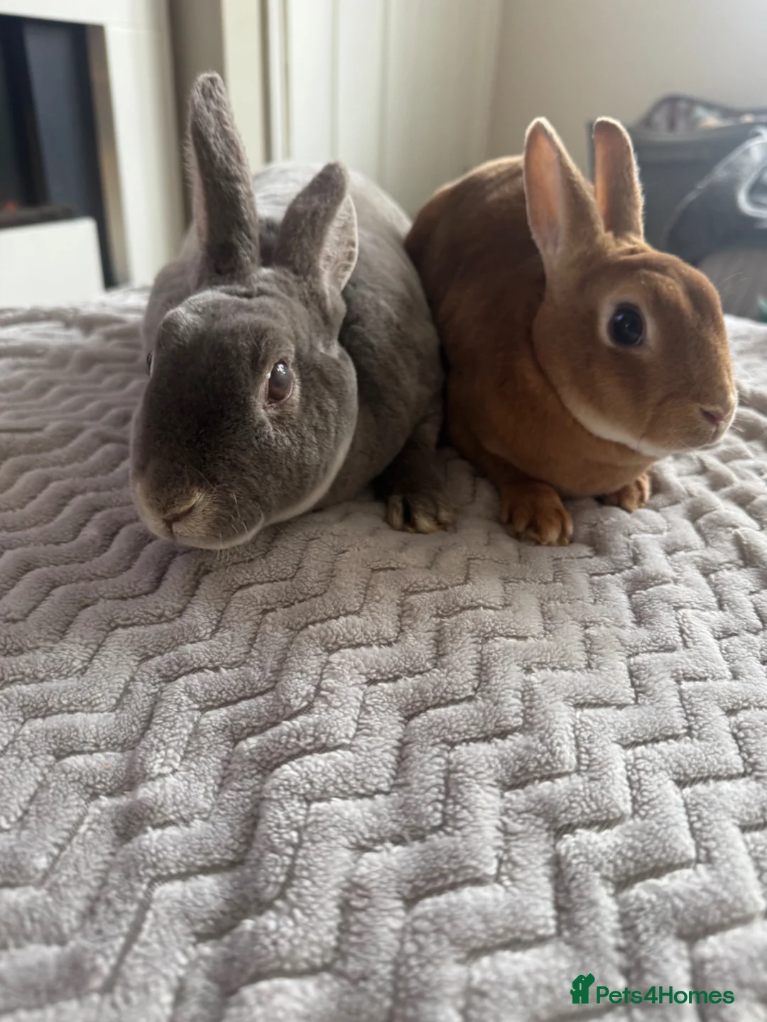 Rex rabbits for sale: Rex for sale  - Advert 2