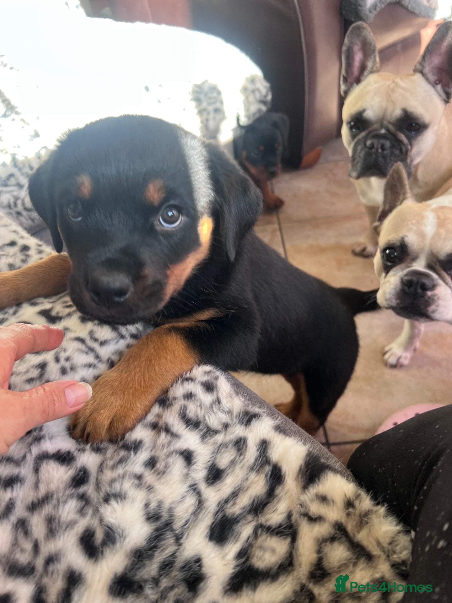 Rottweiler dogs bitch for sale from health tested patients  - Advert 2