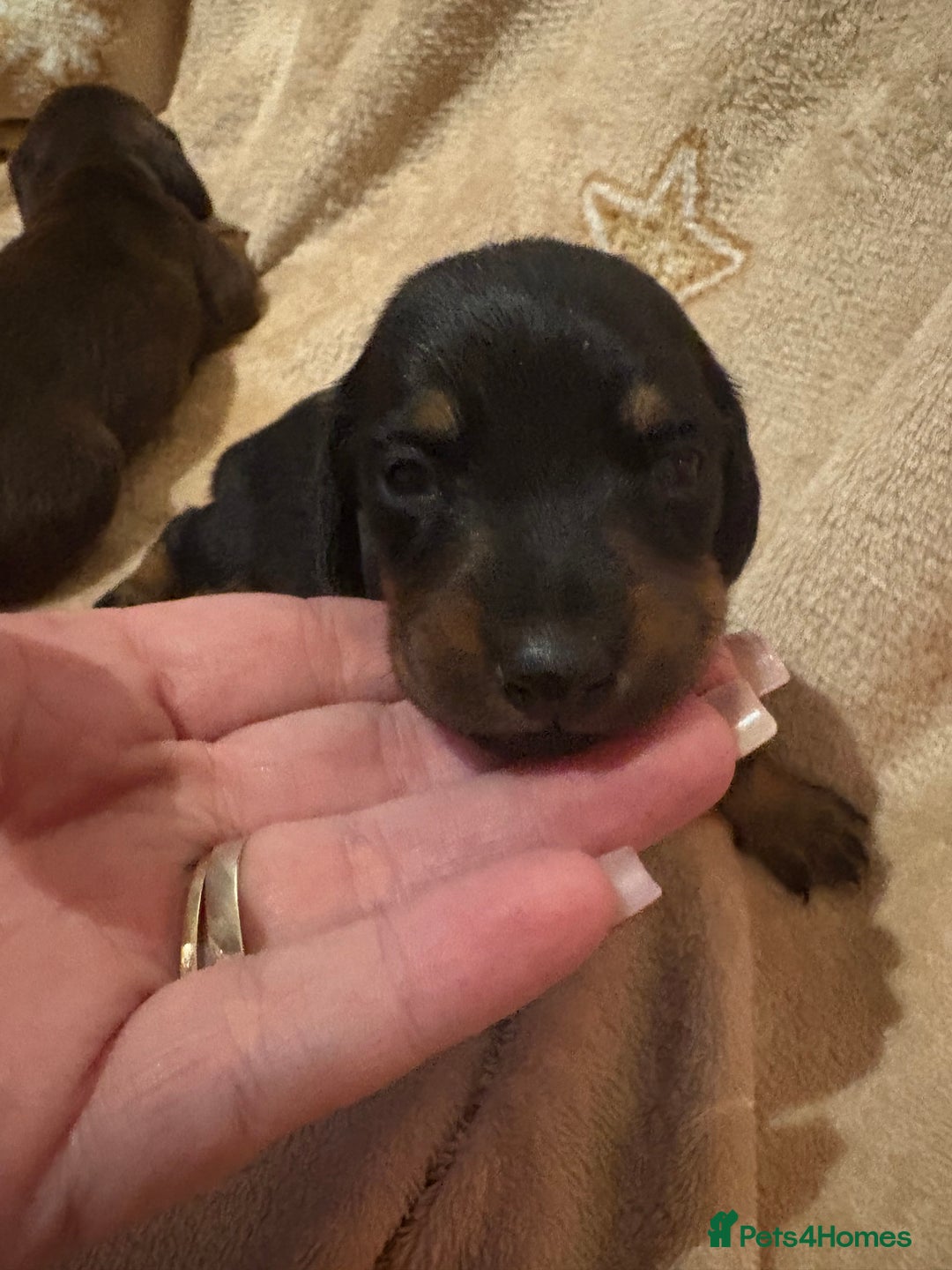 Miniature Dachshund dogs for sale: one girl miniature dachshund  - Advert 4