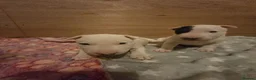 Miniature Bull terrier dogs for sale: White Miniature Bullterrier  - Advert 7
