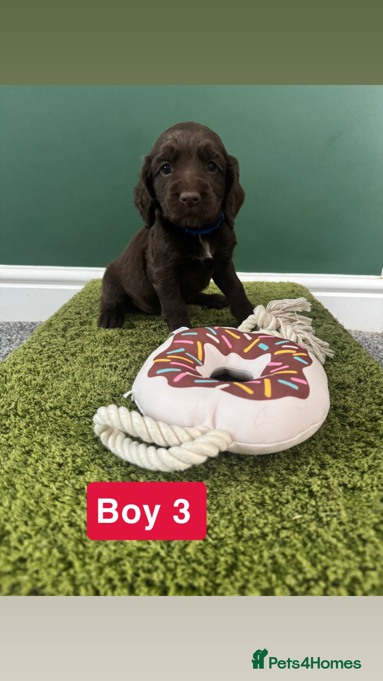 Cocker Spaniel dogs 3 Chocolate Boys left…Ready to leave in 21 days - Advert 2