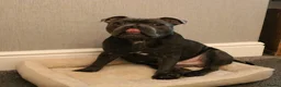 Staffordshire Bull Terrier dogs for stud: MAJESTAFFORD'S BLUE BARON - Advert 5