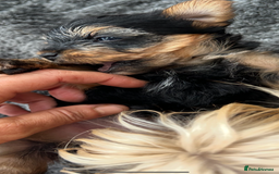Yorkshire Terrier dogs for sale: Stunning tiny boy  - Image 2