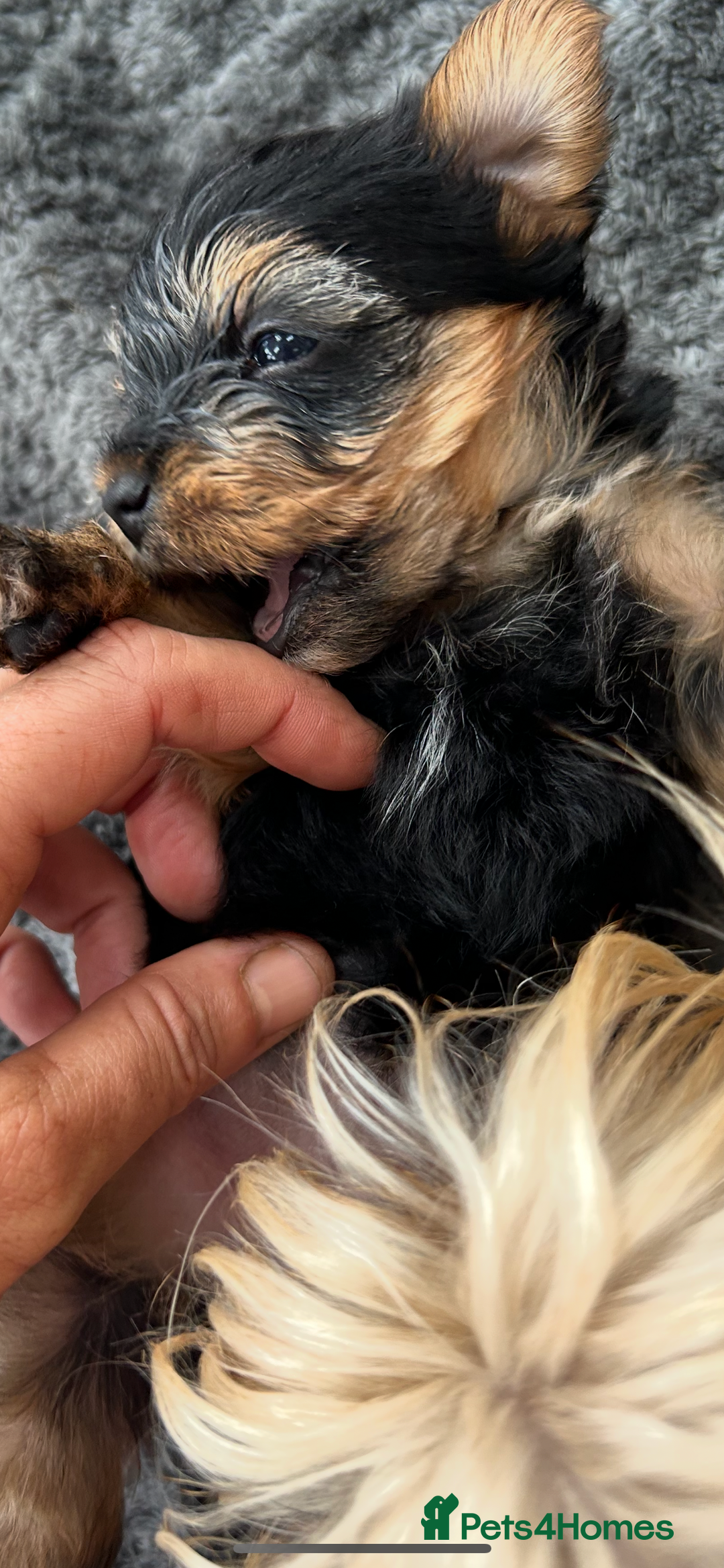 Yorkshire Terrier dogs for sale: Stunning tiny boy  - Image 2
