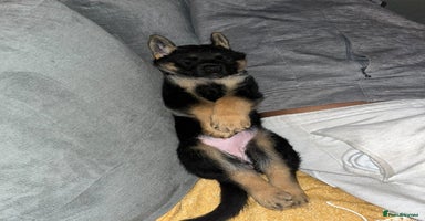 German Shepherd dogs - Advert 1