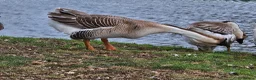 Geese poultry for sale: African Geese - Advert 2
