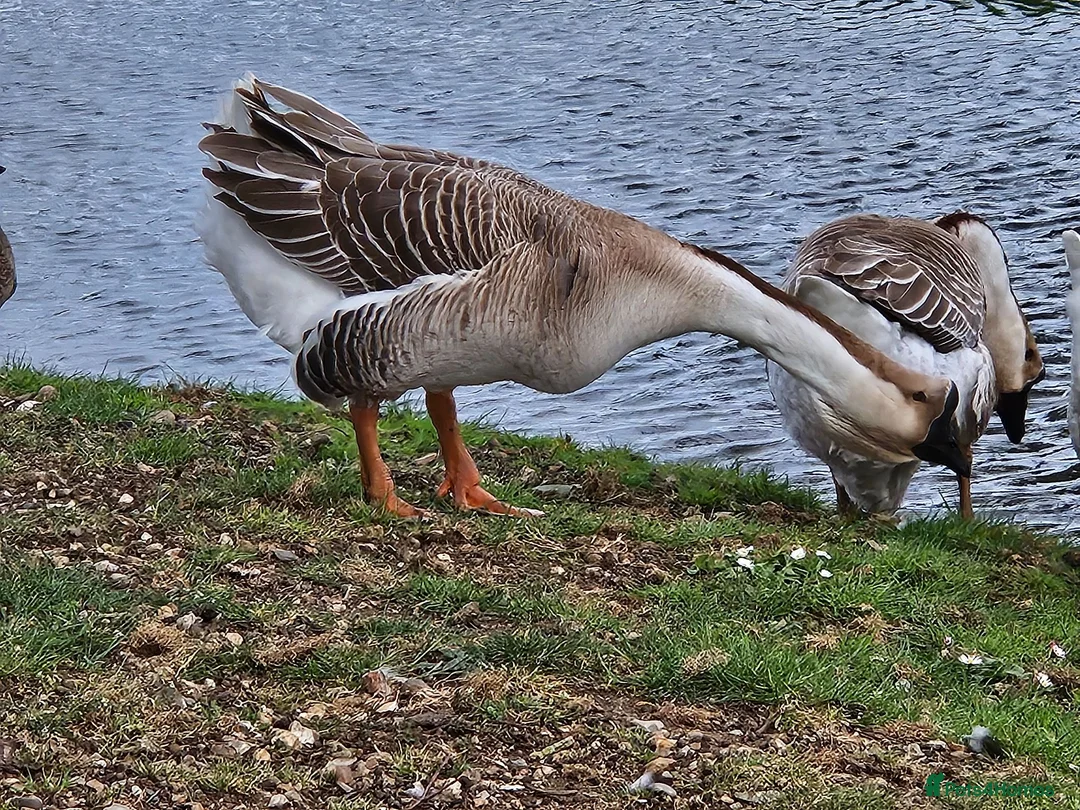 Geese poultry for sale: African Geese - Advert 2
