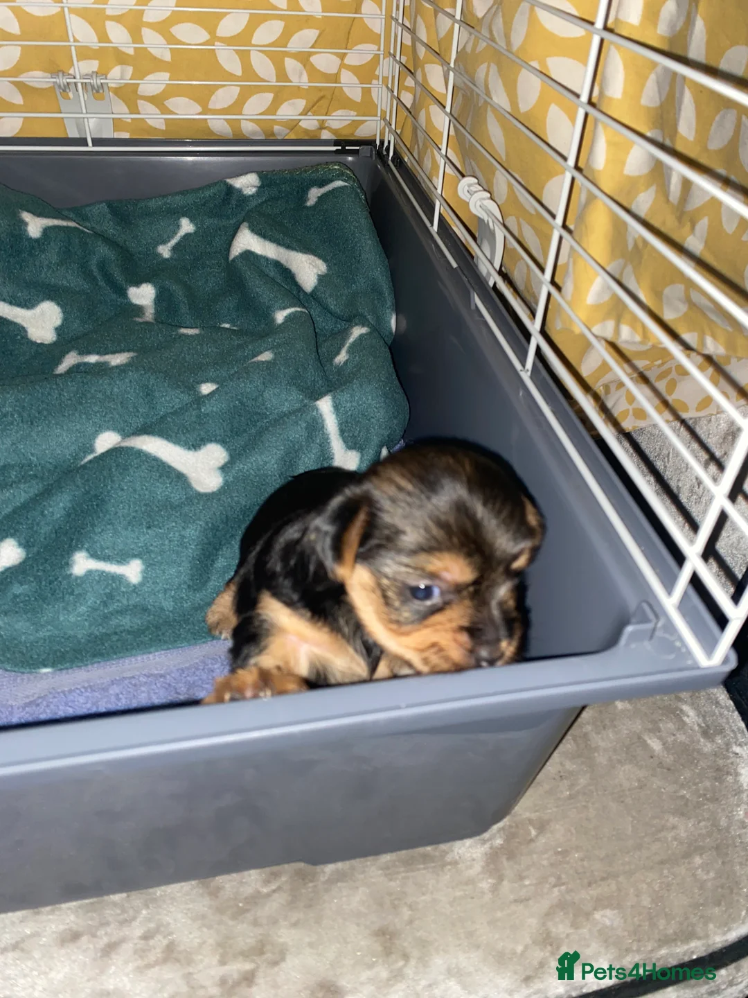 Yorkshire Terrier dogs for sale: 4 Stunning Minature Yorkshire terriers for sale  - Advert 7